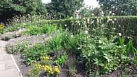 Herbaceous Beds July 2017